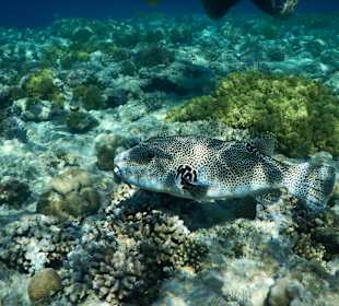 Großer Igelfisch am Hausriff