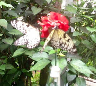 Zwei hübsche Exemplare