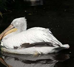 Vogel im Tierpark Herberstein