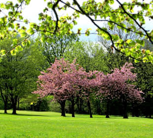Fühling am Golfplatz
