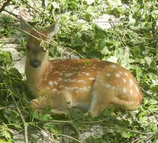 Tierpark Hagenbeck