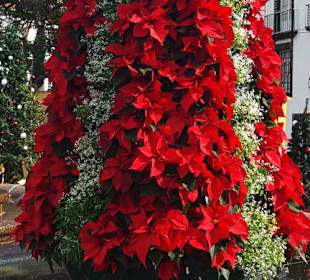 Weihnachten auf Madeira