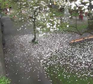 Schlossgarten Mirabell
