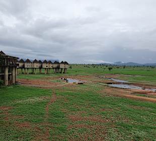 Salt lick game lodge auf stelzen