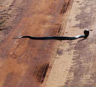 Speikobra Glückstreffer