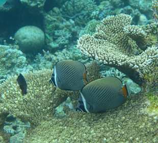 Halsband-Falterfisch