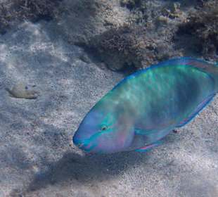 Hotelriff (vom Strand aus)