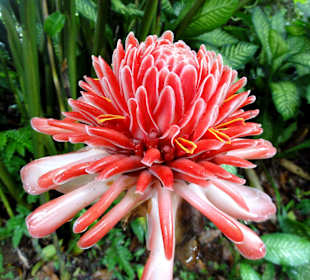 Porzellan-Rose in der Blüte