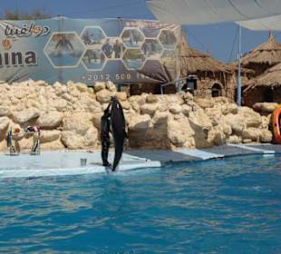 Delfinarium