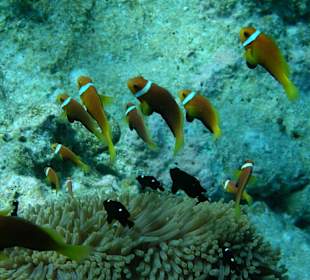 Nemo und seine Familie