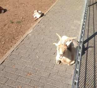 Wild- und Freizeitpark Klotten