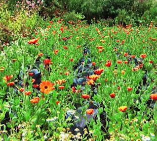Blumenpracht Glenveagh Castle