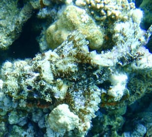 Schnorcheln Makadi Bay