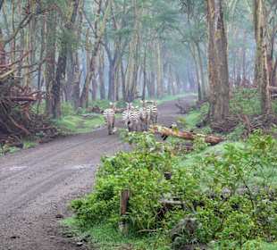 Zebras im Morgennebel