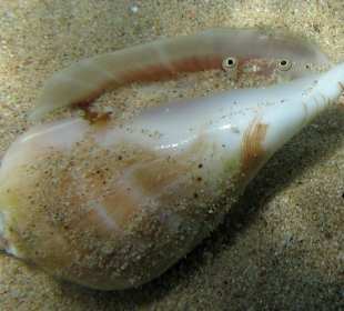 Flügelschnecke