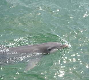 Delfinarium Cayo Blanco