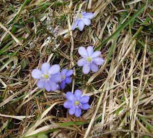 Frühlingsboten am Wegrand