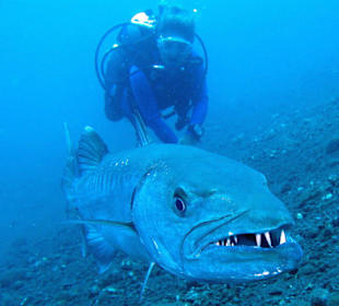 Barracuda am Liberty-Wreck