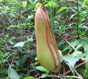 Fleischfressende Pflanze im Regenwald - Geführte Touren Astr