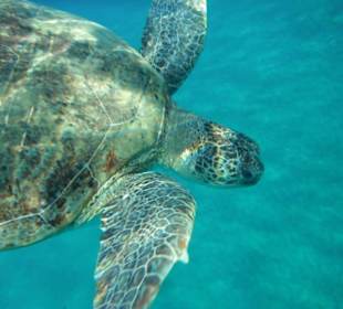 El Malikia Abu Dabbab Resort Marsa Alam