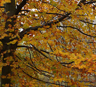 Allee nach Kleinzerlang