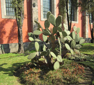 Сад с мексиканскими растениями в нац. дворце