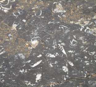 Safari nach Jebel Harim 