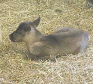 Der neue kleine Elch