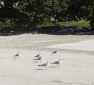 Kleine Bucht - Möwen