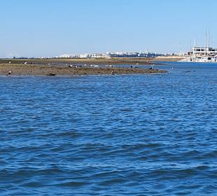 Bootstour Ria Formosa