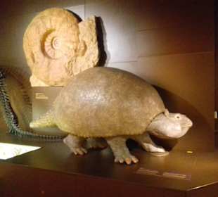 Museum Mensch und Natur in München