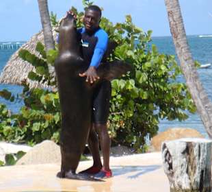 Tanz mit dem Seelöwen