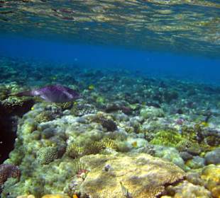 Am Hausriff Hotel Baron Resort