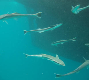 Schnorcheln bei Luxury Sailing Trip