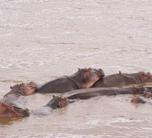 Riesig und beeindruckend