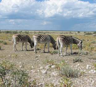 Zebras