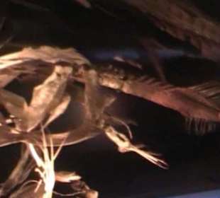 Naturhistorisches Museum