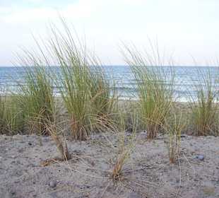 Dünen