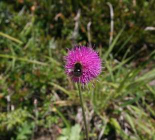 Die natur kommt auch nicht zu kurz