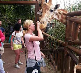 Giraffen zum anfassen, super!