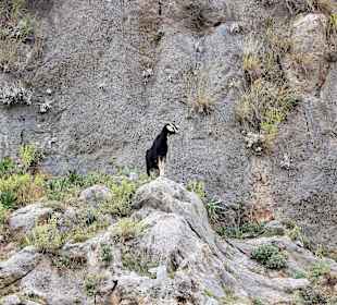 Ziege auf Beobachtungsposten