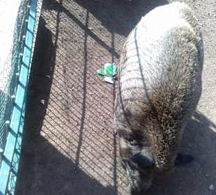 Pappkarton im tiergehege