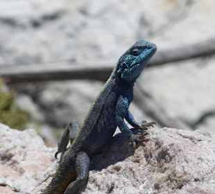Stoney Point African Penguin Breeding Colony