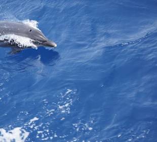 Ausflüge Marsa Alam-Delfin Tour Marsa Alam 