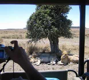 Safari in die Masai-Mara