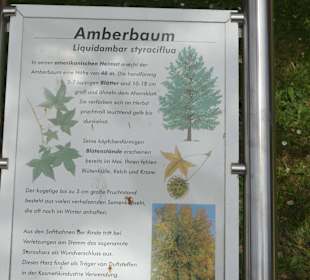 Amberbaum