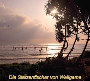 Die berühmten Stelzenfischer von Weligama