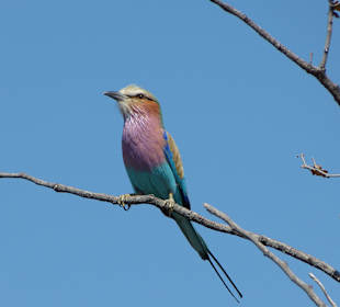 Gabelracke im Etosha-NP