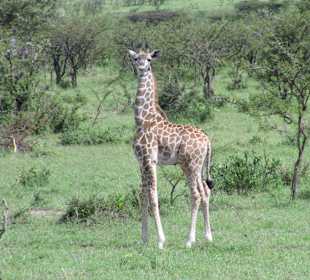 Baby Giraffe
