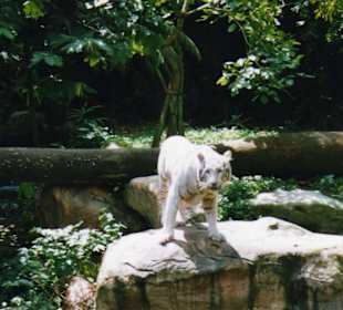 White Tiger